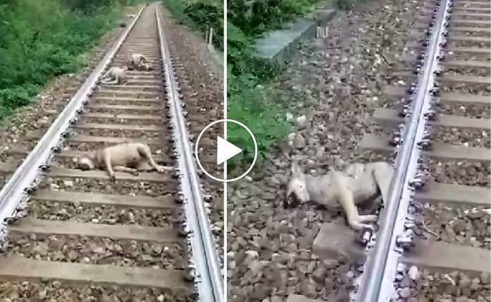 Ιταλία: Αγέλη πέντε λύκων σκοτώθηκε από τρένο