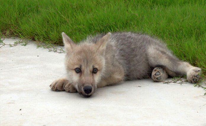 Αυτός είναι ο πρώτος κλωνοποιημένος λύκος στον κόσμο