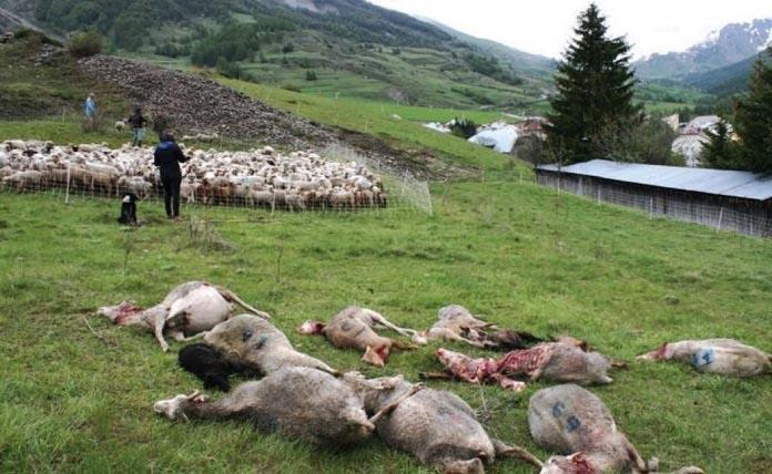 60 πρόβατα ποδοπατήθηκαν