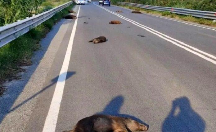 Ιταλία: Αυτοκίνητο συγκρούστηκε με κοπάδι 50 αγριόχοιρων - Εννέα ζώα σκοτώθηκαν