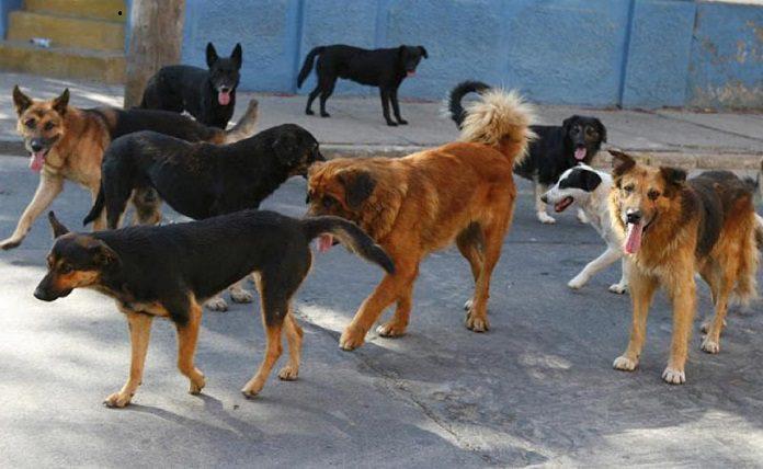 Εύβοια: Αδέσποτα σκυλιά επιτέθηκαν σε γυναίκα - Μεταφέρθηκε αιμόφυρτη στο Κέντρο Υγείας