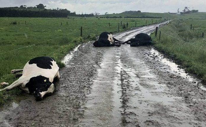 Μέτσοβο: Αγελάδες νεκρές από κεραυνό