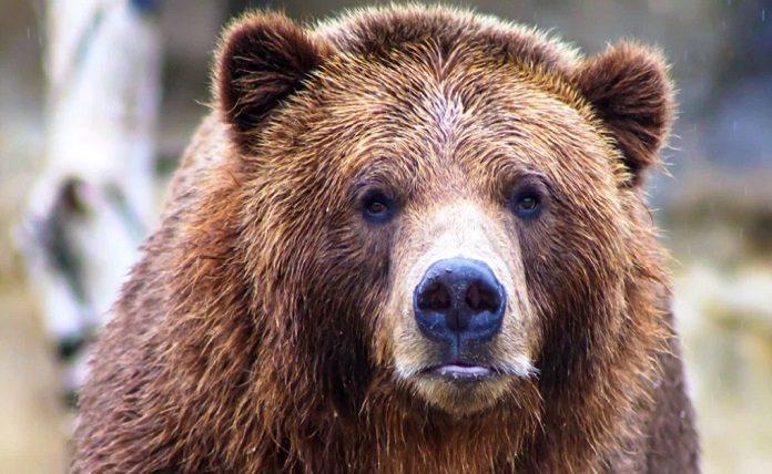 Φλώρινα: Απεγκλωβισμός αρκούδας από συρμάτινη θηλιά