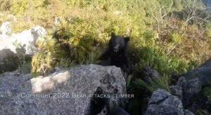 Ιαπωνία: Ορειβάτης μάχεται με αρκούδα που του επιτέθηκε 
