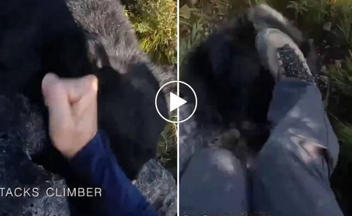 Ιαπωνία: Ορειβάτης μάχεται με αρκούδα που του επιτέθηκε