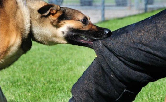Λαμία: Σκύλος δάγκωσε αστυνομικό εν ώρα υπηρεσίας - Στα επείγοντα ο ένστολος