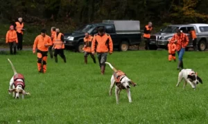 Γαλλία: Μια γυναίκα τραυματίστηκε θανάσιμα από πυροβολισμό σε κυνήγι αγριόχοιρου 