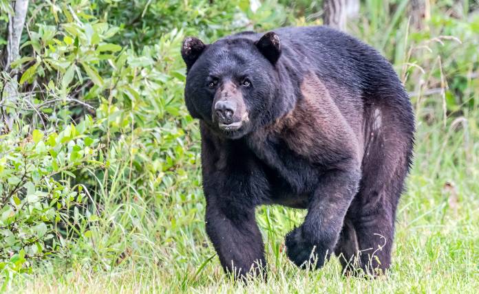 Επίθεση αρκούδας σε γυναίκα στην Ουάσινγκτον - Η θανάτωση του άγριου ζώου