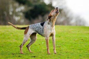 10 λόγοι για τους οποίους ουρλιάζουν τα σκυλιά