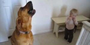 10 λόγοι για τους οποίους ουρλιάζουν τα σκυλιά