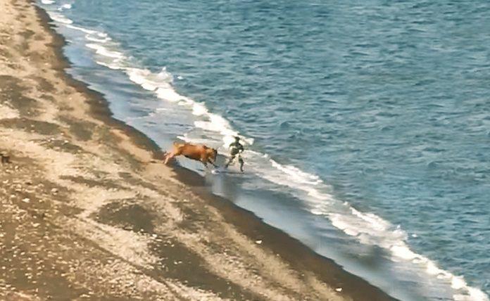 Μαινόμενος ταύρος επιτίθεται σε ψαρά και τον πετάει στη θάλασσα