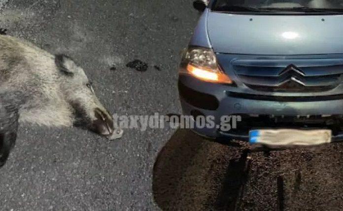 tΤρόμος για νεαρό ζευγάρι: Αγριογούρουνο έπεσε πάνω στο αυτοκίνητό τους στο Βόλο