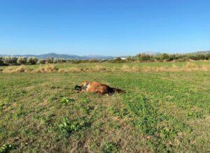 Αγρίνιο: Πυροβόλησαν και σκότωσαν άγρια άλογα στον κάμπο της Λεπενούς