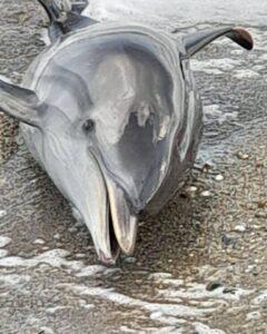 Ρέθυμνο: Νεκρό δελφίνι ξεβράστηκε στην παραλία