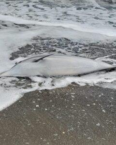 Ρέθυμνο: Νεκρό δελφίνι ξεβράστηκε στην παραλία