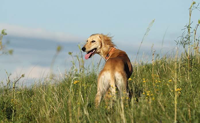Tάζι: Tο κυνηγόσκυλο «θαύμα» του Καζακστάν