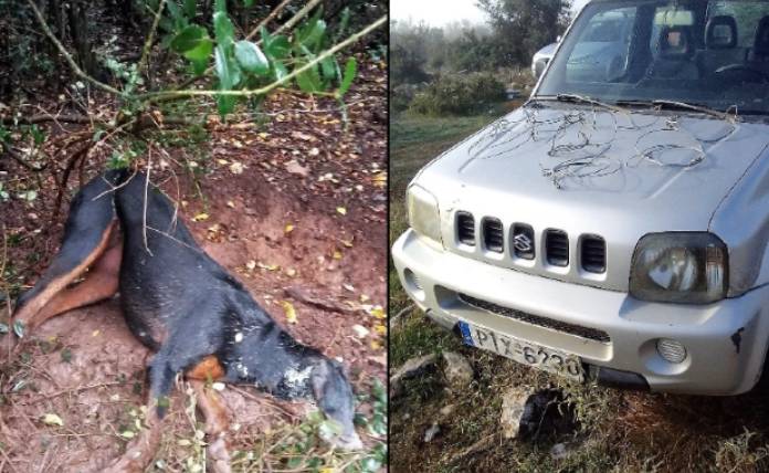 Κυνηγόσκυλο πιάστηκε σε παράνομη συρματοθηλιά και βρήκε τραγικό θάνατο