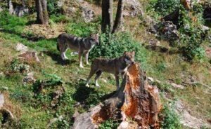 Πράσινο φως για την θανάτωση τριών λύκων στην Ελβετία