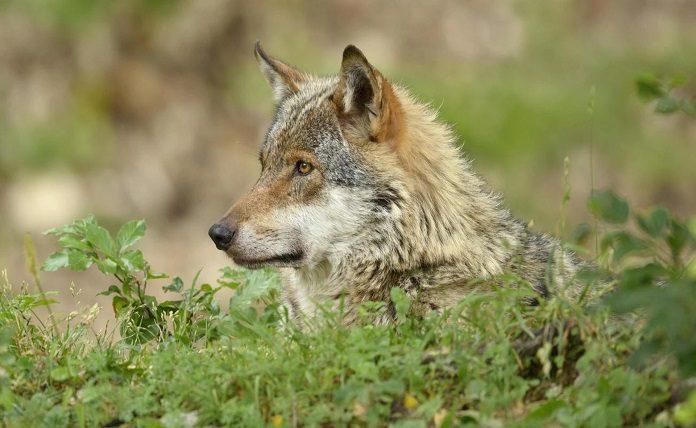 Ελβετία: Σκότωσαν τον τρίτο λύκο στα πλαίσια διαχείρισης του πληθυσμού