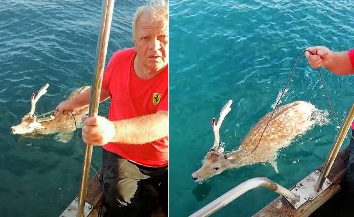 Εύβοια: Ξεκίνησαν για ψάρεμα και «ψάρεψαν» ελάφι