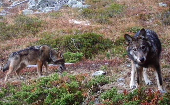 Ελβετία: Οι λύκοι μπορούν να θανατώνονται προληπτικά πριν κάνουν οποιαδήποτε ζημιά