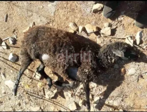 Κρήτη: Σκυλιά κατασπάραξαν πάνω από 100 πρόβατα στη Νεάπολη Λασιθίου