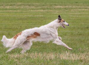Τα γρηγορότερα σκυλιά του κόσμου: Oι 12 πιο γρήγορες ράτσες αξιολάτρευτων σκύλων 