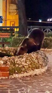 Ιταλία: Διάσημη αρκούδα σκοτώθηκε μετά από χτύπημα αυτοκινήτου