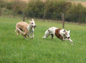 Τα γρηγορότερα σκυλιά του κόσμου: Oι 12 πιο γρήγορες ράτσες αξιολάτρευτων σκύλων 