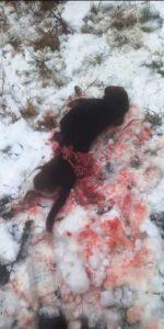 Κοζάνη: Αγέλη δέκα λύκων κατασπάραξε κυνηγόσκυλο 