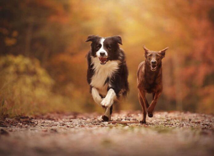 Τα γρηγορότερα σκυλιά του κόσμου: Oι 12 πιο γρήγορες ράτσες αξιολάτρευτων σκύλων