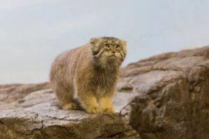 Έβερεστ: Ανακαλύφθηκε νέο είδος γάτας στην «κορυφή του κόσμου» - Oι σπάνιες ορεσίβιες...γκρινιάρες