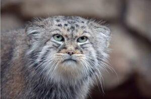 Έβερεστ: Ανακαλύφθηκε νέο είδος γάτας στην «κορυφή του κόσμου» - Oι σπάνιες ορεσίβιες...γκρινιάρες