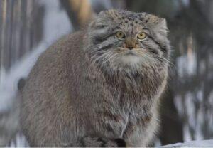 =Έβερεστ: Ανακαλύφθηκε νέο είδος γάτας στην «κορυφή του κόσμου» - Oι σπάνιες ορεσίβιες...γκρινιάρες