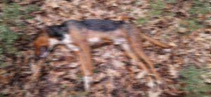 Ιωάννινα: Τσομπανόσκυλα επιτέθηκαν και σκότωσαν κυνηγόσκυλο - Τι λέει ο ιδιοκτήτης