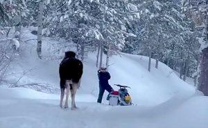 Οδηγός snowmobile γλιτώνει από επίθεση άλκης χιλίων λιβρών