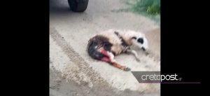 Κρήτη: Αγέλη σκύλων κατασπάραξε πρόβατα