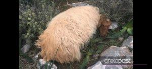 Κρήτη: Αγέλη σκύλων κατασπάραξε πρόβατα