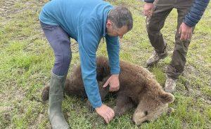 Πρέσπες: Αρκούδα πιάστηκε σε συρμάτινη θηλιά - Απεγκλωβίστηκε από προσωπικό της Διεύθυνσης Δασών Φλώρινας