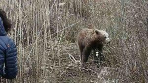 Πρέσπες: Αρκούδα πιάστηκε σε συρμάτινη θηλιά - Απεγκλωβίστηκε από προσωπικό της Διεύθυνσης Δασών Φλώρινας  