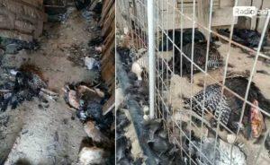 Ιεράπετρα: Αγέλη σκύλων κατασπάραξε 20 κουνέλια και 40 γαλοπούλες