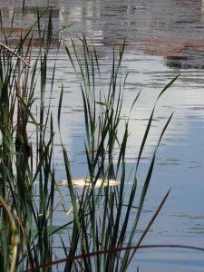 Γέμισε νεκρά ψάρια η λίμνη της Καστοριάς