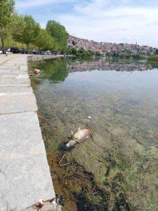 Γέμισε νεκρά ψάρια η λίμνη της Καστοριάς