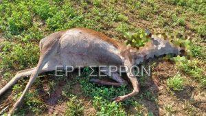 Σέρρες: Σκότωσαν τρία ελάφια εκτροφής στην Κερκίνη
