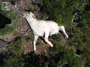  Βάλτος: Αγανακτισμένοι οι κτηνοτρόφοι από την επέλαση των λύκων