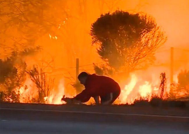 επιπτώσεις οικοσυστήματα δασικές πυρκαγιές