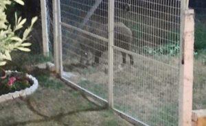 Επιδρομή αγριογούρουνων στα παράλια της Λάρισας - Τρώνε το φαγητό των σκύλων