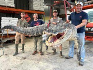 Aλιγάτορας «τέρας» 360 κιλών σκοτώθηκε στο Μισισιπή σημειώνοντας νέο ρεκόρ