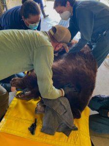  Αρκούδα 225 κιλών με παρατσούκλι «Hank the Tank» συλλαμβάνεται μετά από διάρρηξη σπιτιού