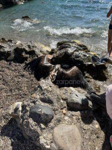 Χανιά: Νεκρός γυπαετός βρέθηκε στη θάλασσα - Τον ανέσυραν κολυμβητές 